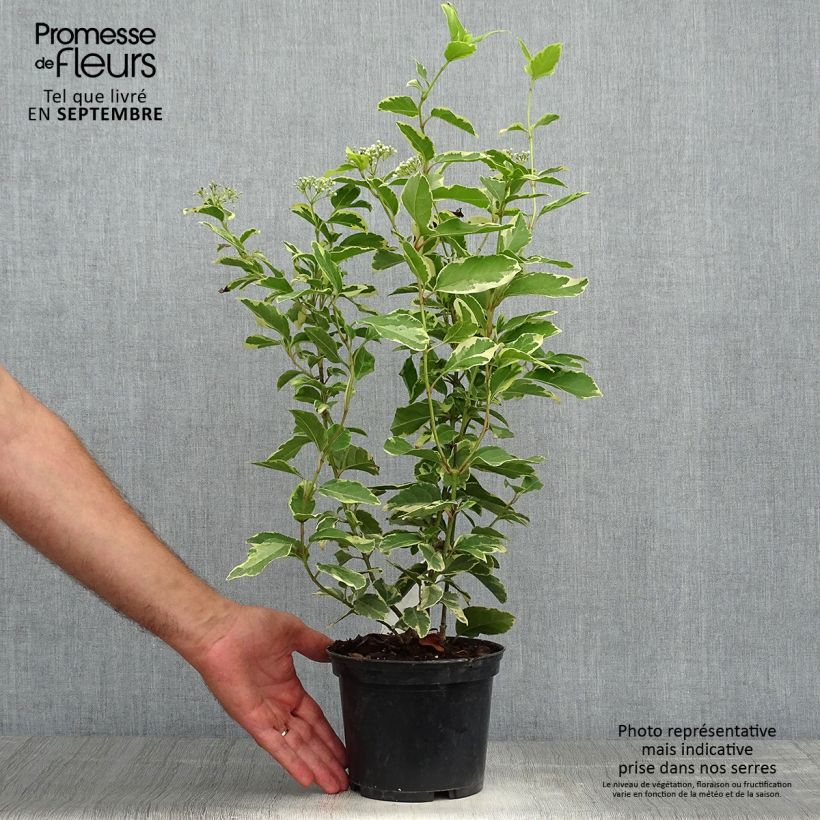 Exemplaar van Viburnum tinus Variegatum - Lauriersneeuwbal Pot van 2 l/3 l zoals geleverd in de herfst