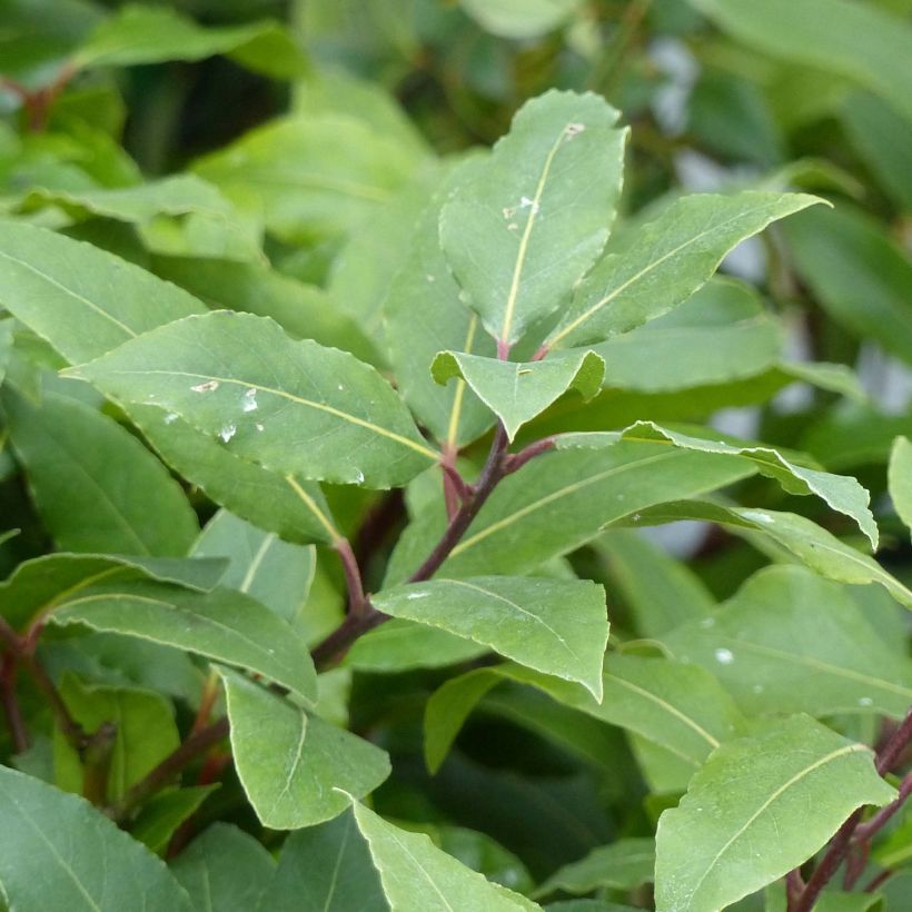 Echte laurier - Laurus nobilis (Blad)