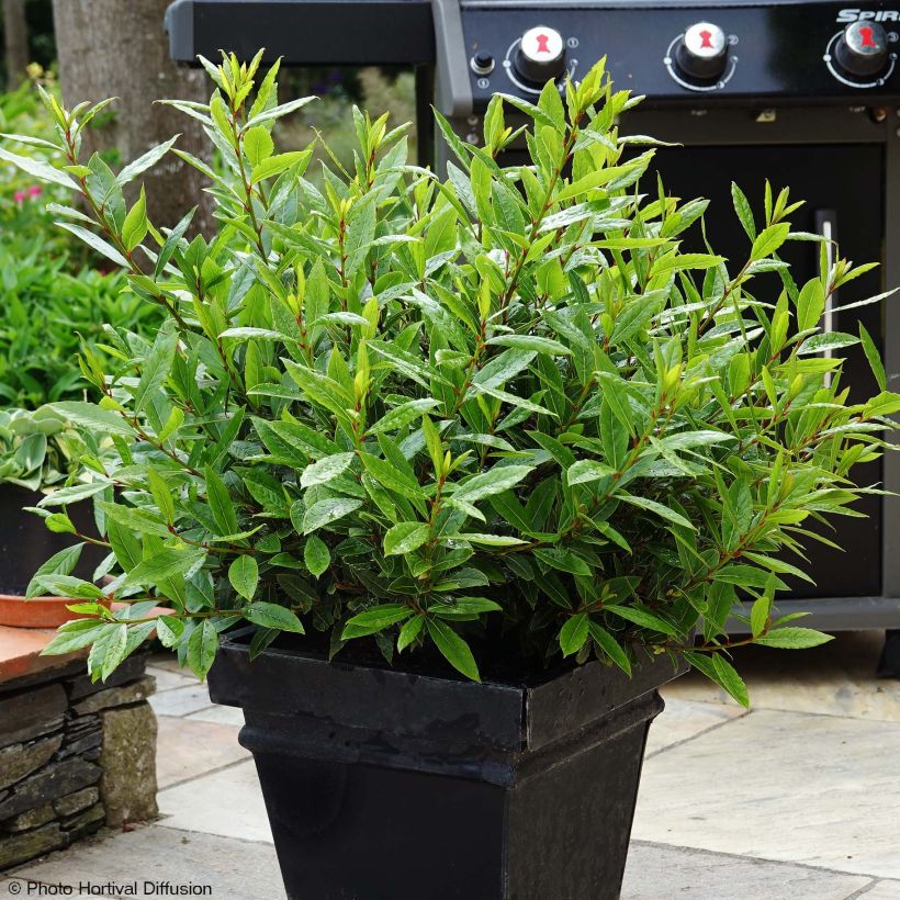 Laurus nobilis Little Ragu - Laurier (Groeiplaats)