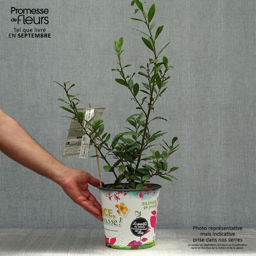 Exemplaar van Laurus nobilis Little Ragu - Laurier Pot van 4 l/5 l zoals geleverd in de herfst