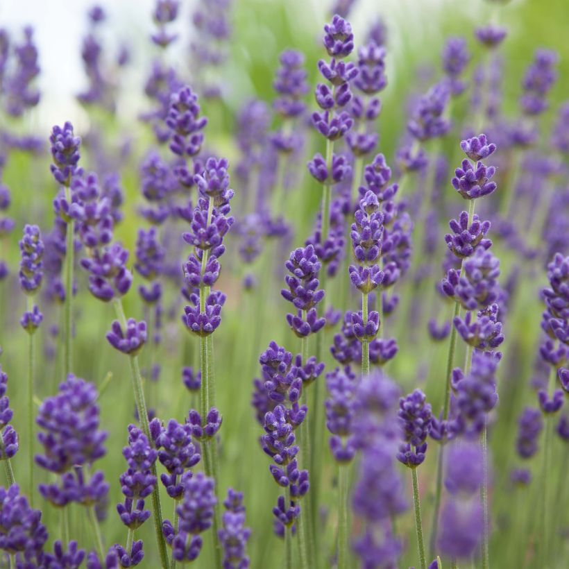 Lavandula angustifolia Bleu de Gien - Echte lavendel (Bloei)
