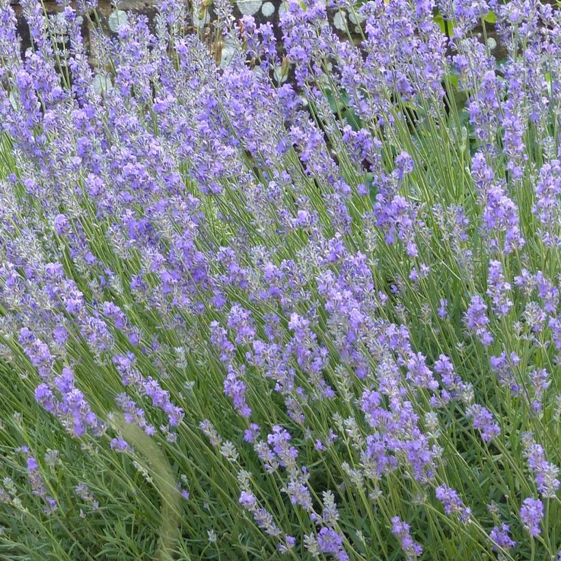 Lavendel Munstead - Lavandula angustifolia (Bloei)