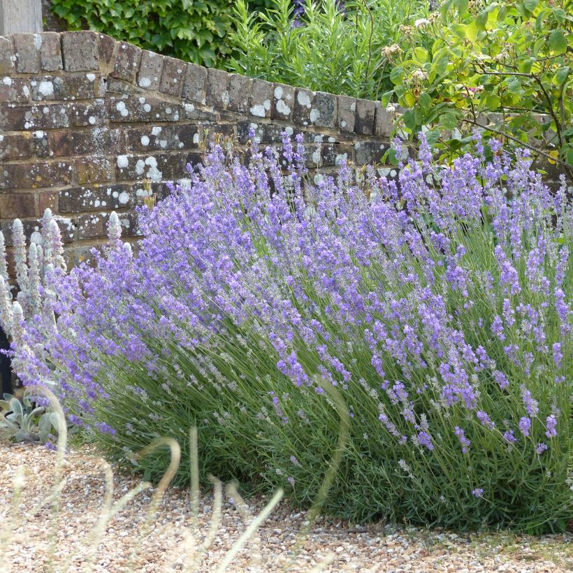 Lavendel Munstead - Lavandula angustifolia (Groeiplaats)