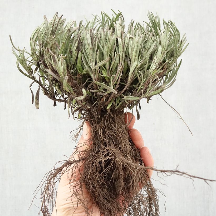 Exemplaar van Lavendel Munstead - Lavandula angustifolia Naakte wortel zoals geleverd in de winter