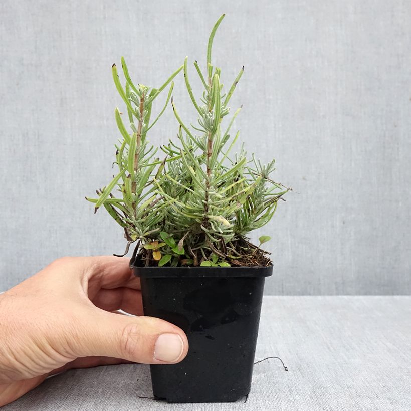 Exemplaar van Lavandula angustifolia Arctic Snow - Echte lavendel Kweekpotje van 8/9 cm zoals geleverd in de herfst