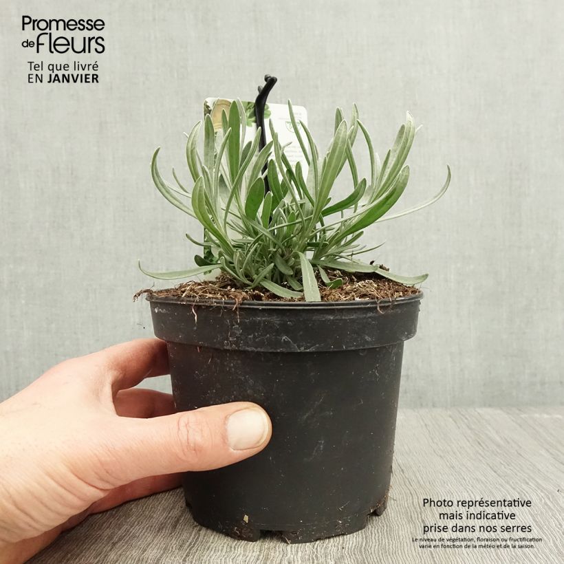 Exemplaar van Lavande aspic ou à larges feuilles - Lavandula latifolia Pot de 1,5L/2L zoals geleverd in de winter