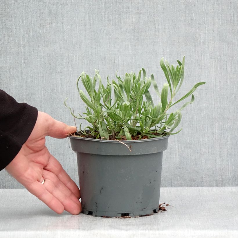 Exemplaar van Spijklavendel - Lavandula latifolia Pot van 1,5 l/2 l zoals geleverd in de lente