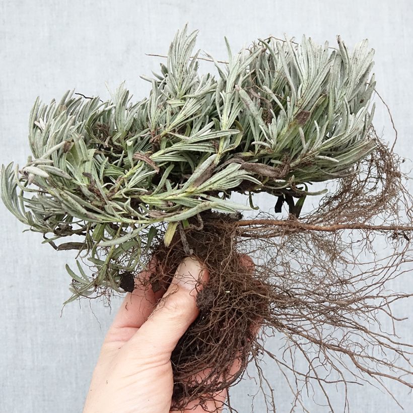 Exemplaar van Lavandin Edelweiss - Lavandula intermedia Naakte wortel zoals geleverd in de winter