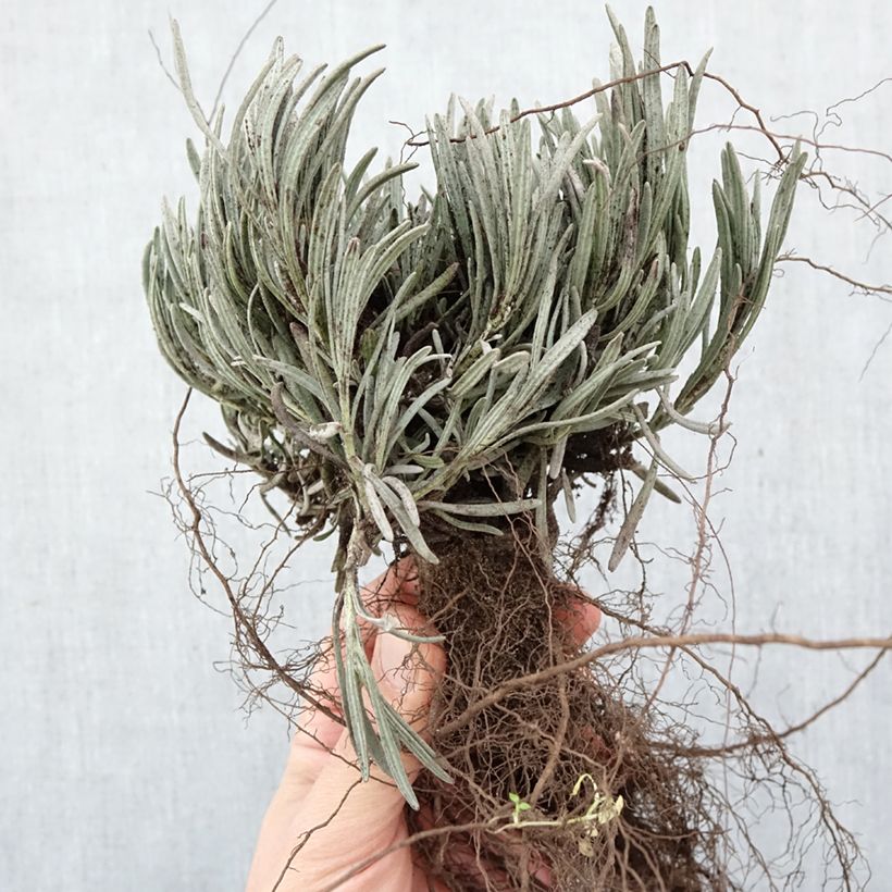 Exemplaar van Lavandin Phenomenal Niko - Lavandula intermedia Naakte wortel zoals geleverd in de winter