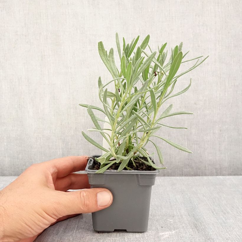 Exemplaar van Lavandula intermedia Sensational! - Lavandin Kweekpotje van 8/9 cm zoals geleverd in de herfst