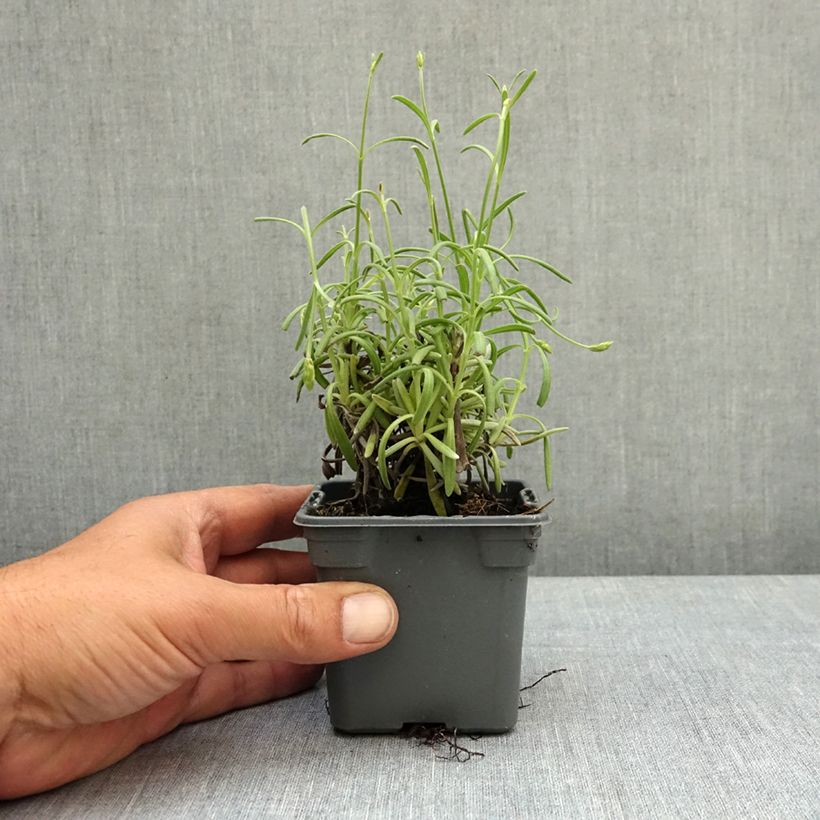 Exemplaar van Lavandula intermedia Sensational! - Lavandin Kweekpotje van 8/9 cm zoals geleverd in de lente
