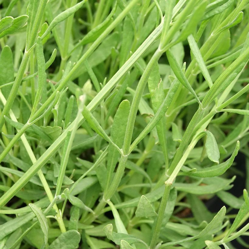 Lavandula intermedia Sensational! - Lavandin (Blad)