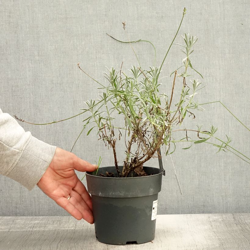 Exemplaar van Lavandula intermedia Sensational! - Lavandin Pot van 2 l/3 l zoals geleverd in de herfst