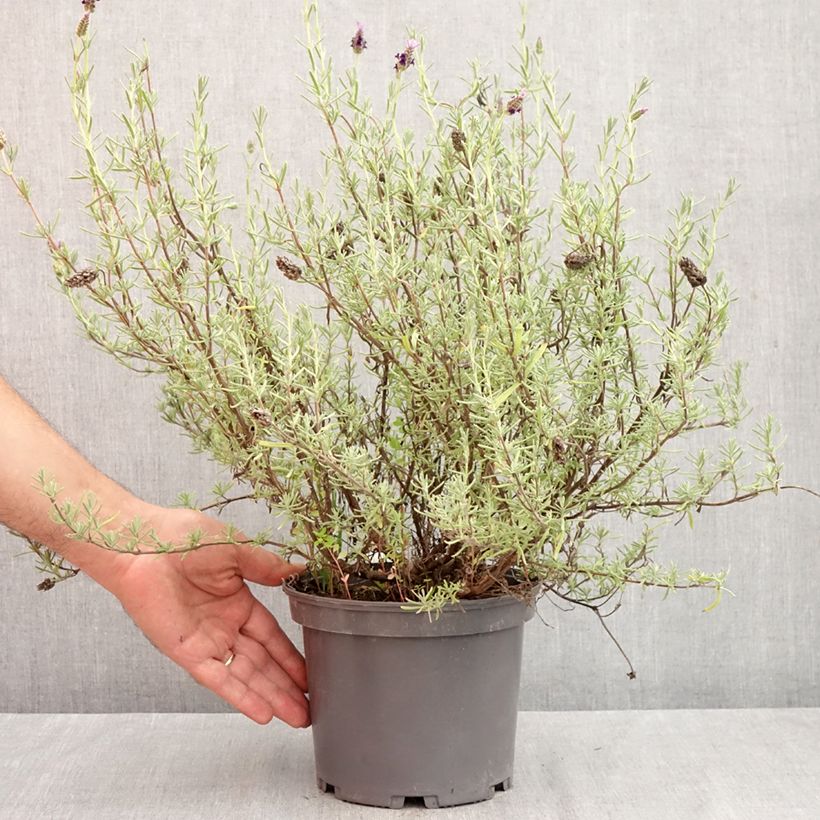 Exemplaar van Lavandula stoechas Madrid Purple - Kuiflavendel Pot van 3 l/4 l zoals geleverd in de herfst