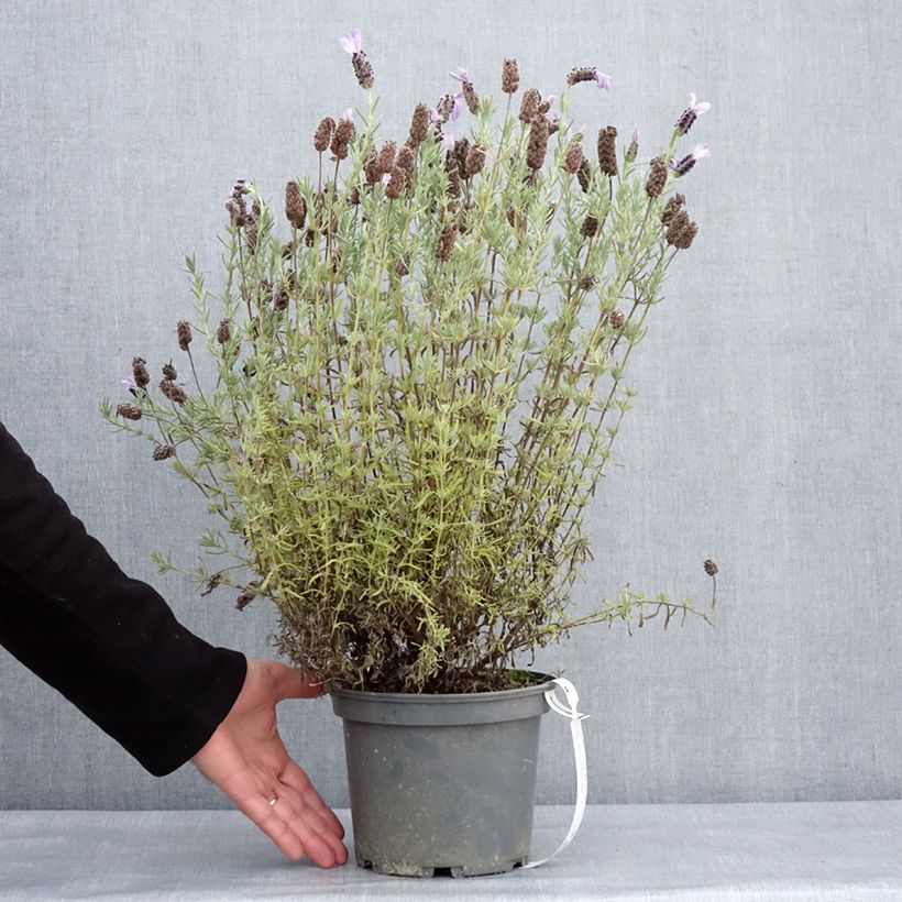 Exemplaar van Lavandula stoechas Madrid Purple - Kuiflavendel Pot van 3 l/4 l zoals geleverd in de winter