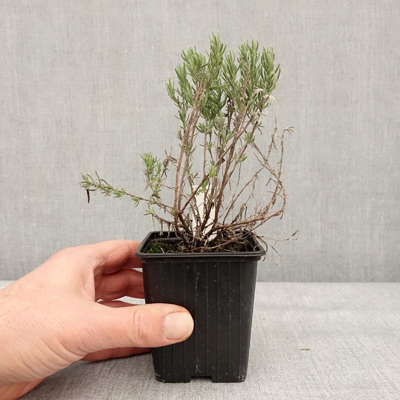 Exemplaar van Lavandula stoechas The Princess - Kuiflavendel Kweekpotje van 8/9 cm zoals geleverd in de winter