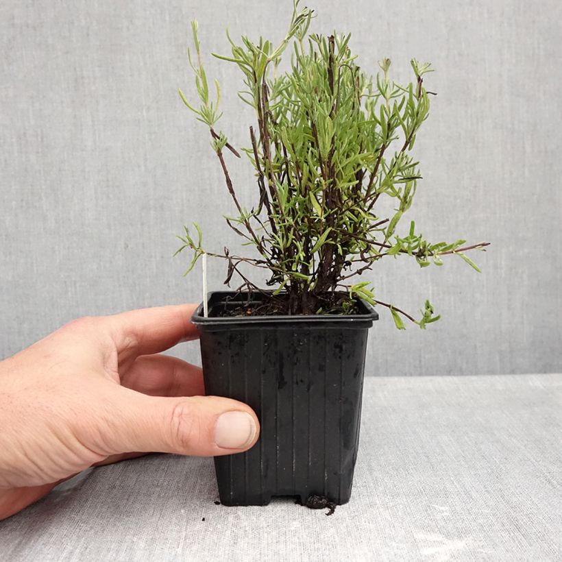 Exemplaar van Lavandula stoechas The Princess - Kuiflavendel Kweekpotje van 8/9 cm zoals geleverd in de herfst