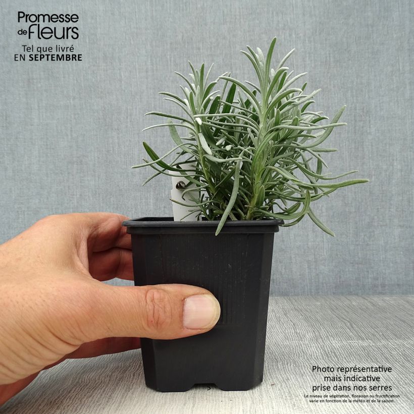 Exemplaar van Lavandin Phenomenal Niko - Lavandula intermedia Kweekpotje van 8/9 cm zoals geleverd in de herfst
