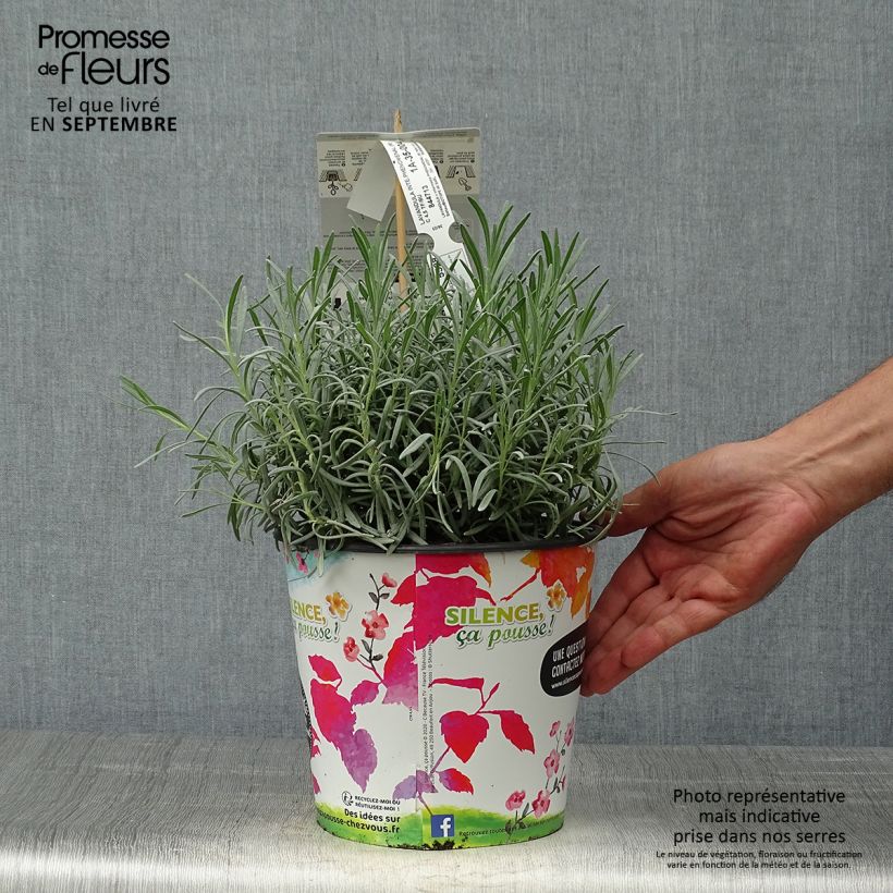 Exemplaar van Lavandin Phenomenal Niko - Lavandula intermedia Pot van 4 l/5 l zoals geleverd in de herfst