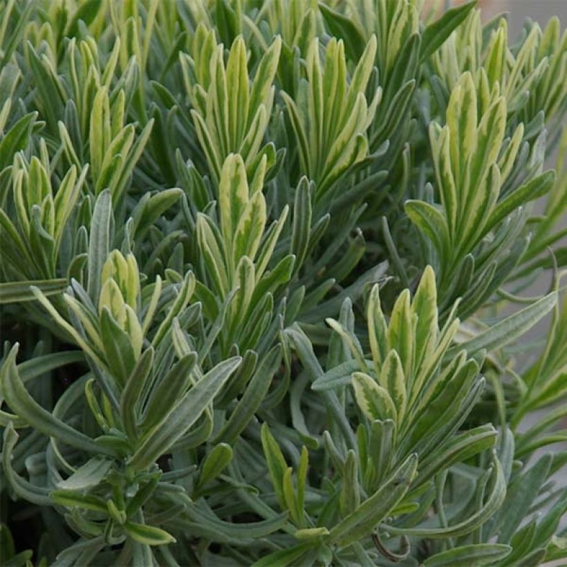 Lavandin Platinum Blonde - Lavandula intermedia (Blad)