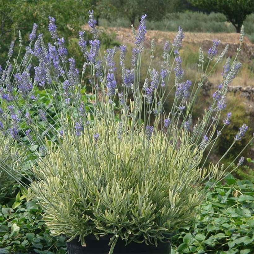Lavandin Platinum Blonde - Lavandula intermedia (Groeiplaats)