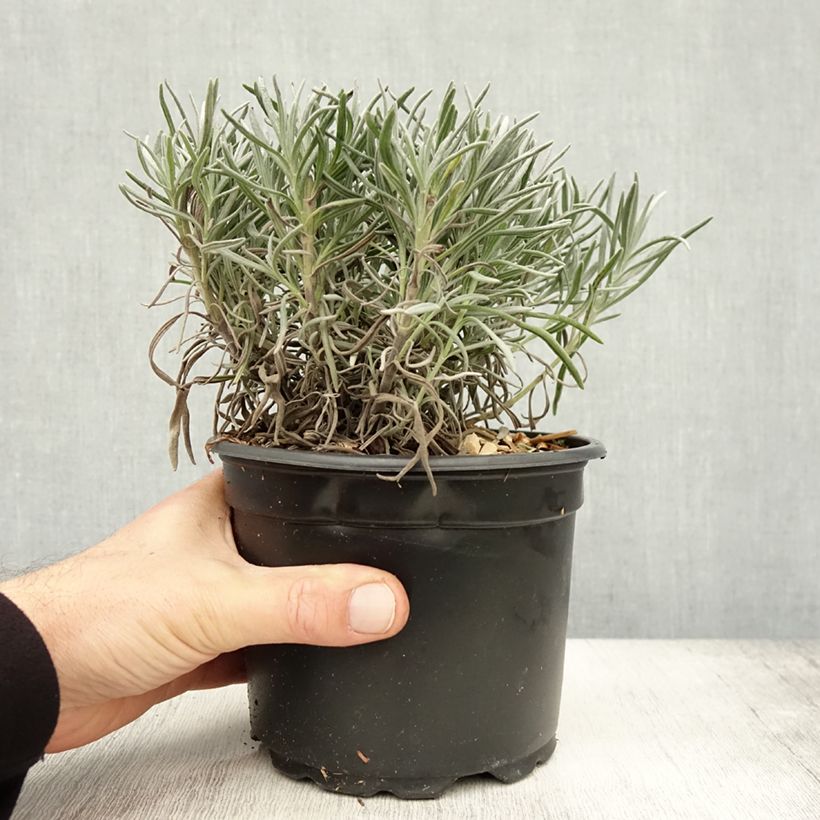 Exemplaar van Lavandula angustifolia Alba - Echte lavendel Pot van 2 l/3 l zoals geleverd in de herfst