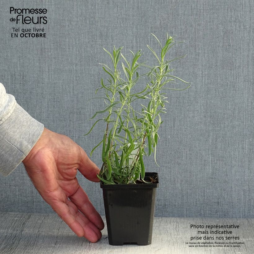 Exemplaar van Lavandula angustifolia Dwarf Blue - Echte lavendel Kweekpotje van 8/9 cm zoals geleverd in de herfst