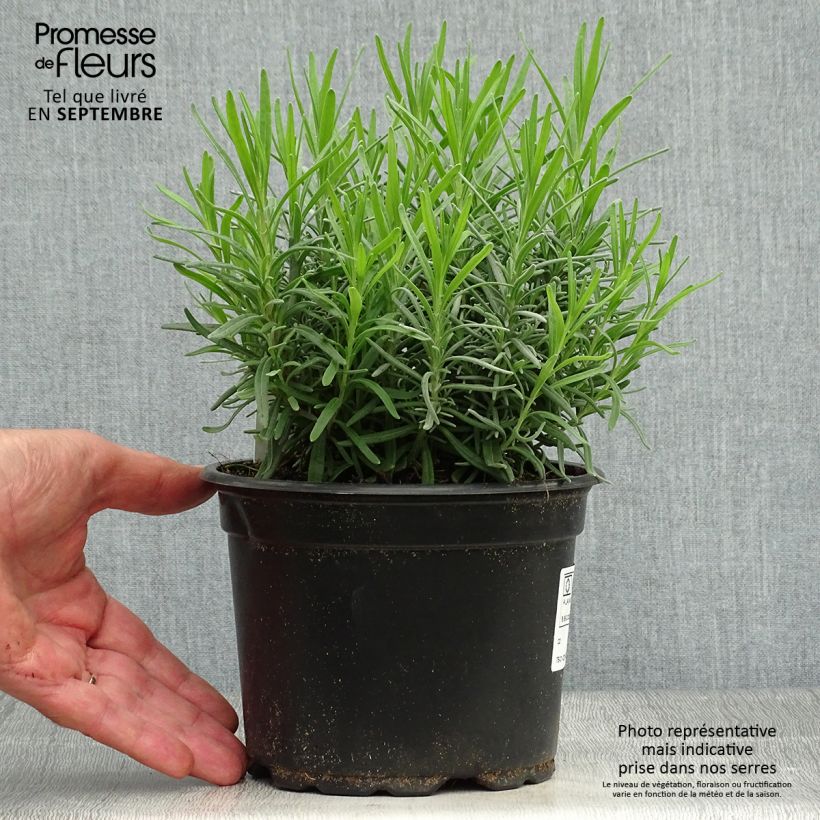 Exemplaar van Lavandula angustifolia Dwarf Blue - Echte lavendel Pot van 2 l/3 l zoals geleverd in de herfst