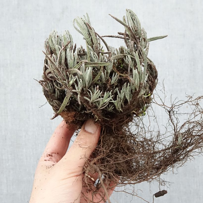 Exemplaar van Lavandula angustifolia Dwarf Blue - Echte lavendel Naakte wortel zoals geleverd in de winter