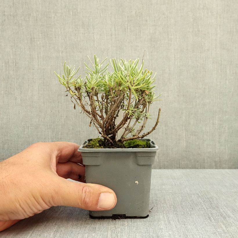 Exemplaar van Lavandula angustifolia Havana - Echte lavendel Kweekpotje van 8/9 cm zoals geleverd in de zomer