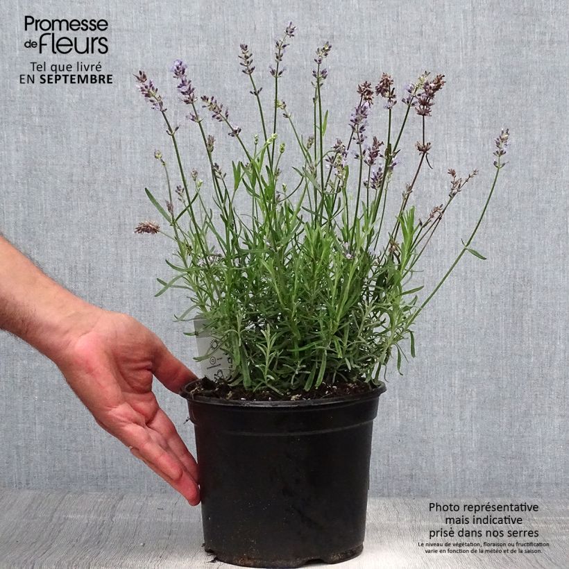 Exemplaar van Lavandula angustifolia Hidcote - Echte lavendel Pot van 3 l/4 l zoals geleverd in de herfst