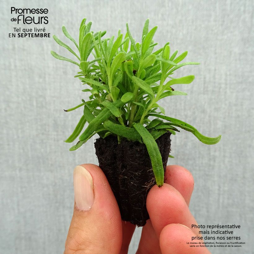 Exemplaar van Lavande vraie - Lavandula angustifolia Hidcote Mini-motte Ø 3/4 cm zoals geleverd in de herfst