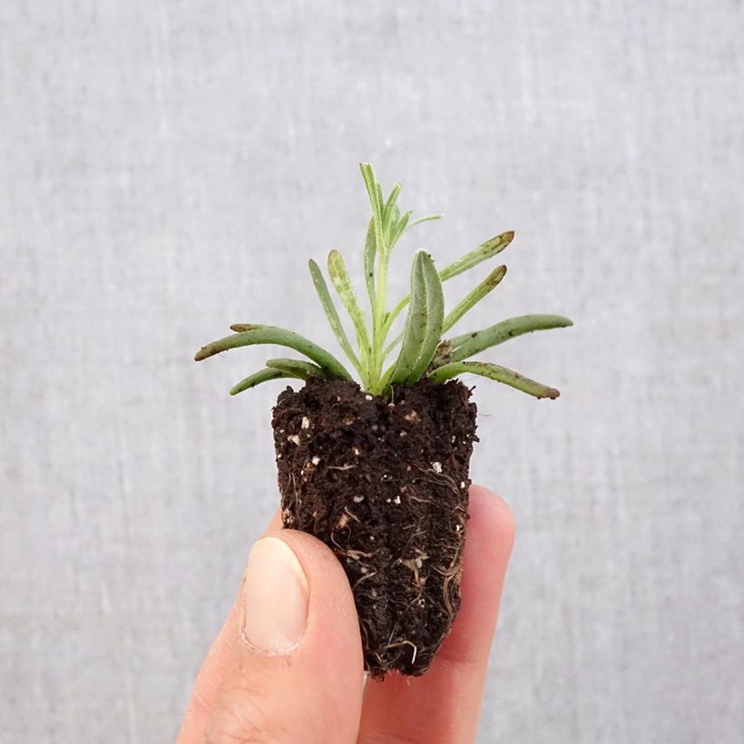 Exemplaar van Lavandula angustifolia Hidcote - Echte lavendel Mini-mot Ø 3/4 cm zoals geleverd in de lente