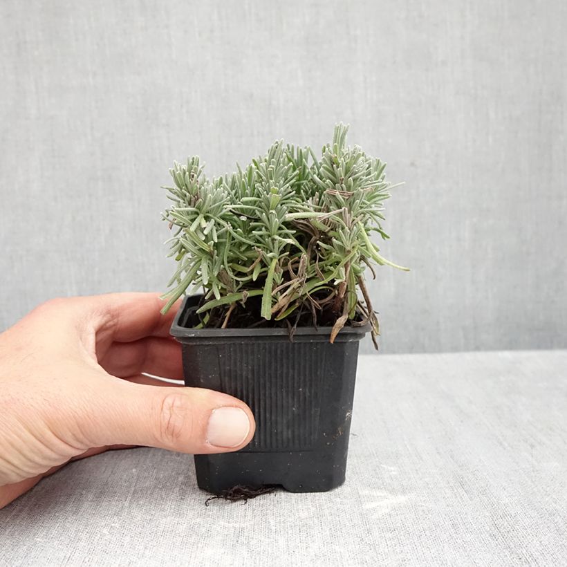 Exemplaar van Lavandula angustifolia Loddon Pink - Echte lavendel Kweekpotje van 8/9 cm zoals geleverd in de herfst