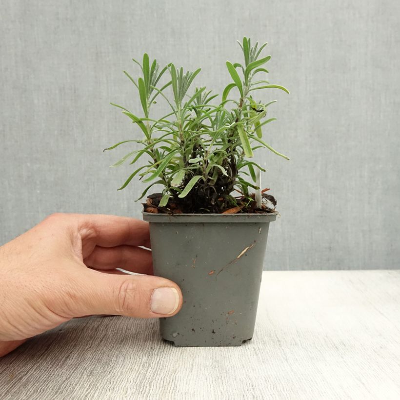 Exemplaar van Lavandula angustifolia Middachten - Echte lavendel Kweekpotje van 8/9 cm zoals geleverd in de herfst