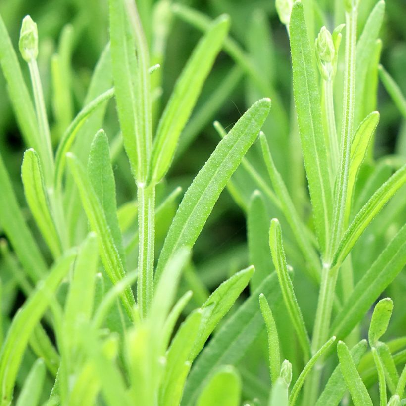 Lavandula angustifolia Middachten - Echte lavendel (Blad)