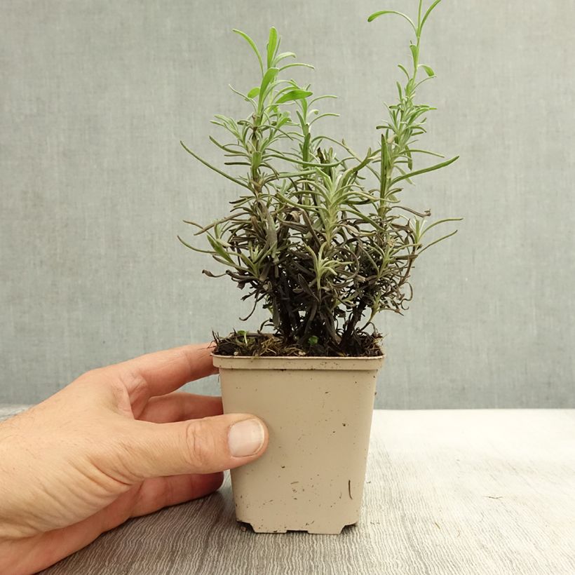 Exemplaar van Lavandula angustifolia Siesta - Echte lavendel Kweekpotje van 8/9 cm zoals geleverd in de herfst