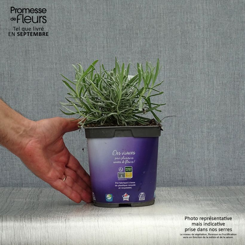Exemplaar van Lavandin - Lavandula intermedia Pot van 2 l/3 l zoals geleverd in de herfst