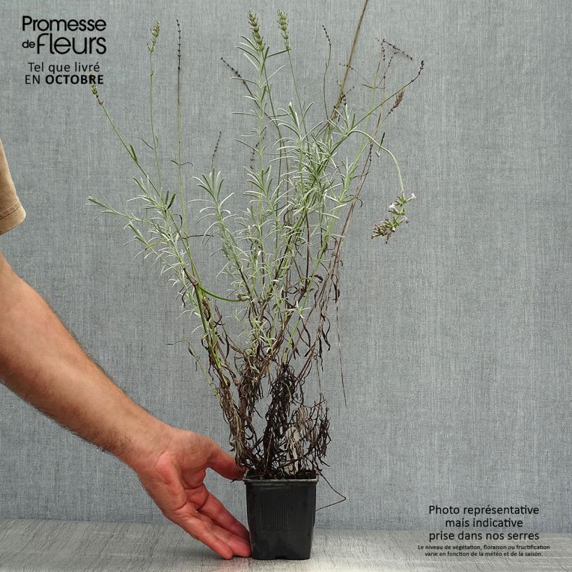 Exemplaar van Lavandin Grappenhall - Lavandula intermedia Kweekpotje van 8/9 cm zoals geleverd in de herfst
