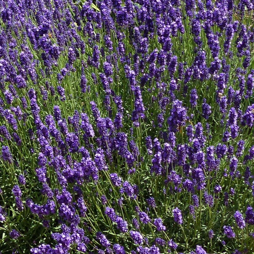 Lavandula angustifolia Hidcote - Echte lavendel (Bloei)