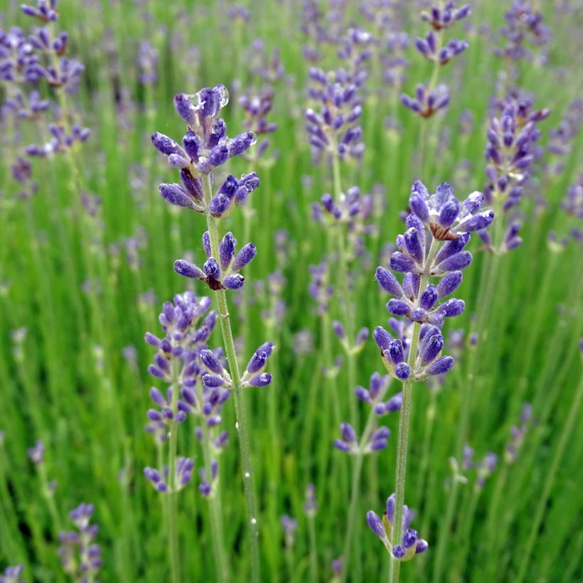 Lavandula angustifolia Dwarf Blue - Echte lavendel (Bloei)