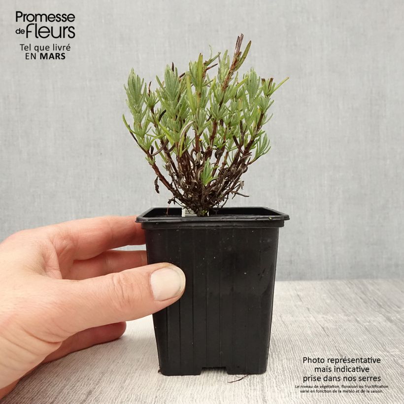 Exemplaar van Lavandula stoechas Magical Posy Pink - Kuiflavendel Kweekpotje van 8/9 cm zoals geleverd in de lente