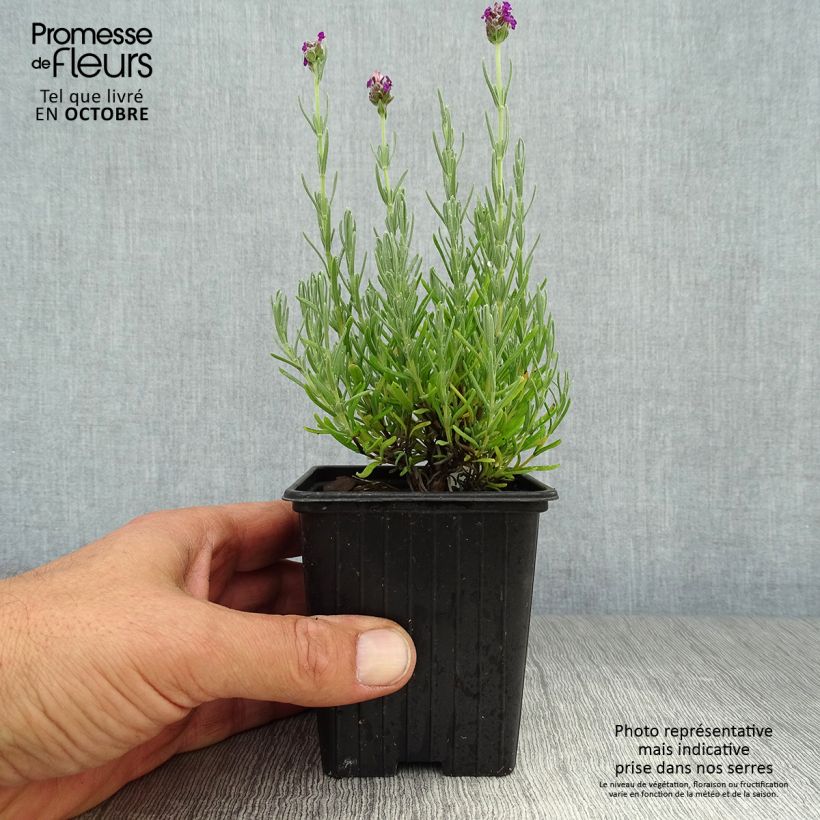 Exemplaar van Lavandula stoechas Magical Posy Purple - Kuiflavendel Kweekpotje van 8/9 cm zoals geleverd in de herfst