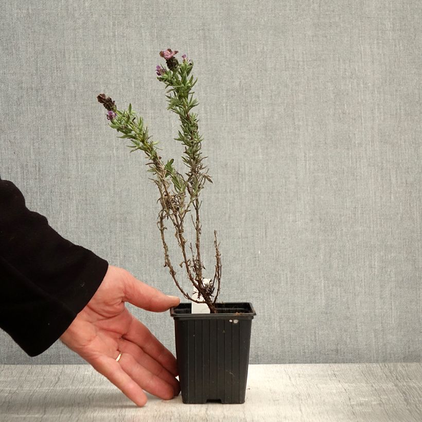 Exemplaar van Lavandula stoechas Magical Posy Purple - Kuiflavendel Kweekpotje van 8/9 cm zoals geleverd in de lente