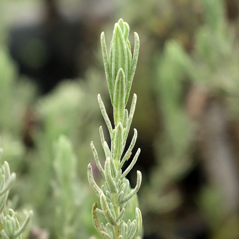 Lavandula stoechas Magical Posy Purple - Kuiflavendel (Blad)