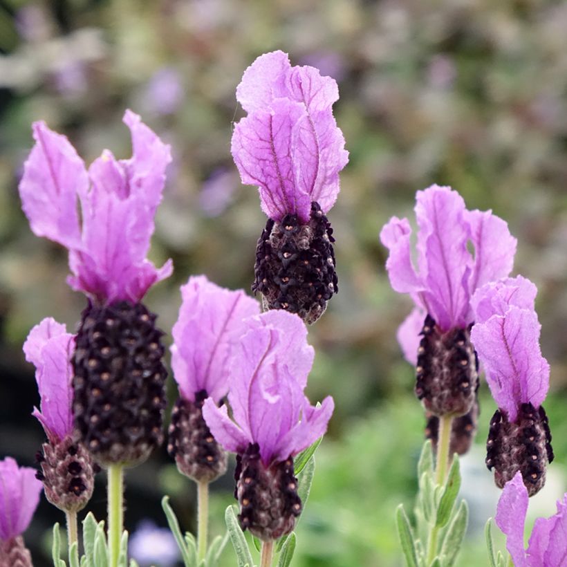 Lavandula stoechas Magical Posy Purple - Kuiflavendel (Bloei)