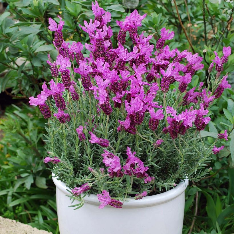 Lavandula stoechas The Princess - Kuiflavendel (Groeiplaats)