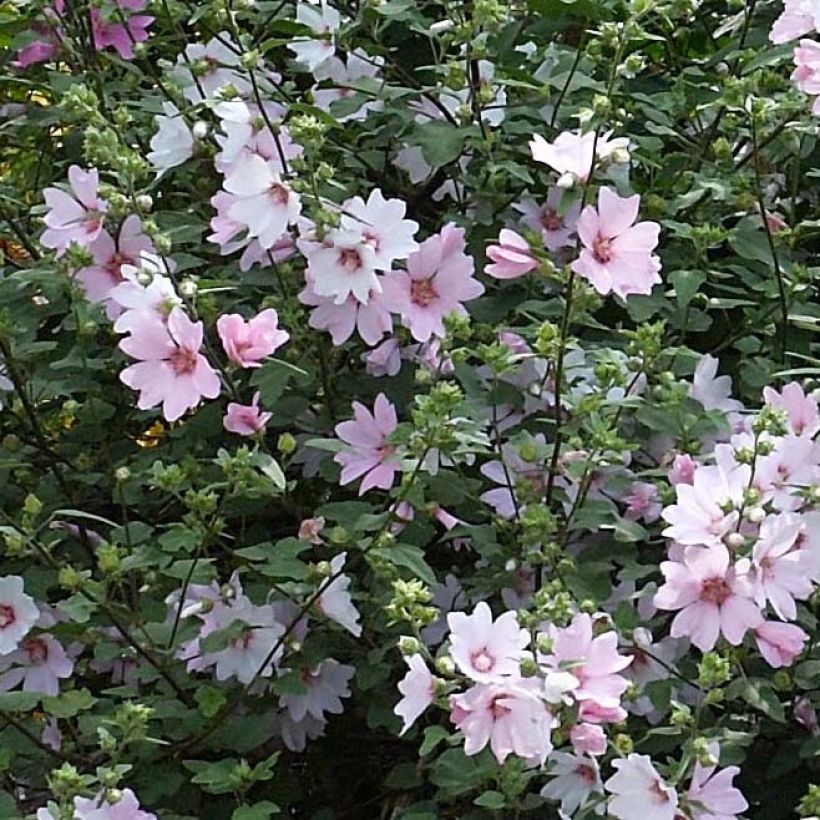 Lavatera Barnsley Baby - Struikmalva (Bloei)