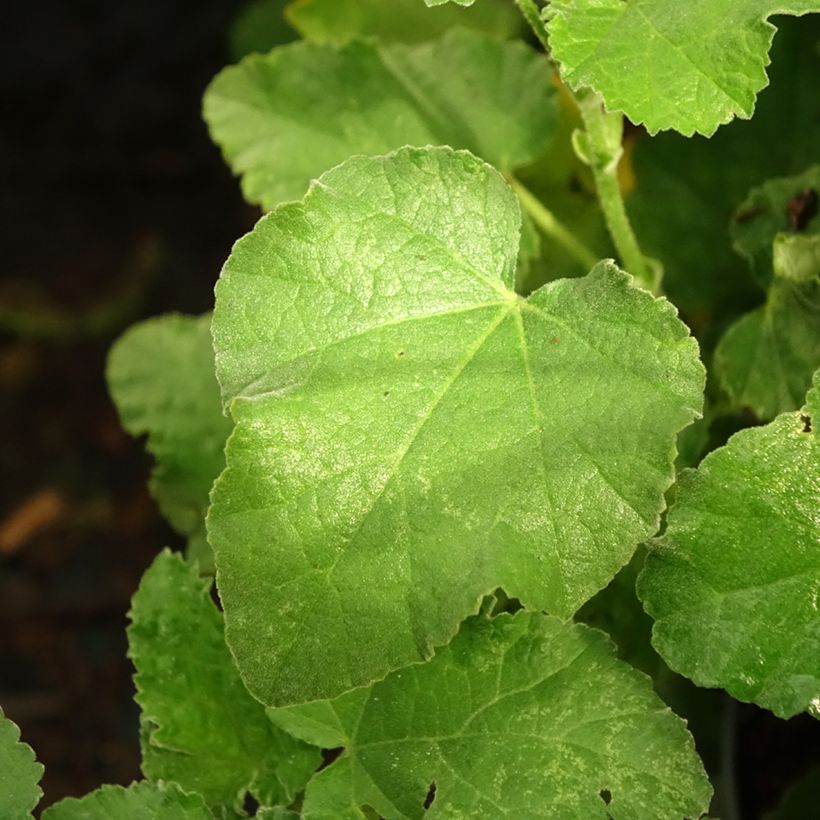 Lavatera clementii Chamallow - Struikmalva (Blad)