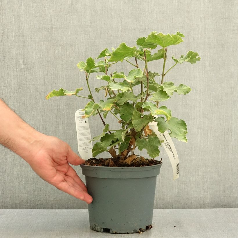 Exemplaar van Lavatera clementii Chamallow - Struikmalva Pot van 3 l/4 l zoals geleverd in de zomer